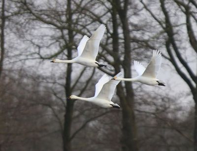 Kleine Zwanen - Bewick's Swans