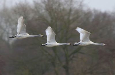 Kleine Zwanen - Bewick's Swans