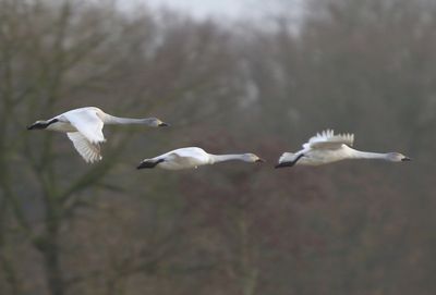 Kleine Zwanen - Bewick's Swans
