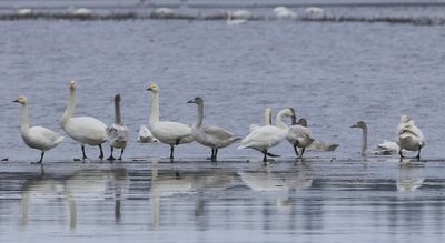 Kleine Zwanen - Bewick's Swans
