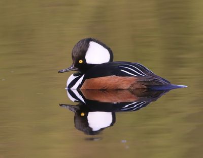 Kokardezaagbek - Hooded Merganser