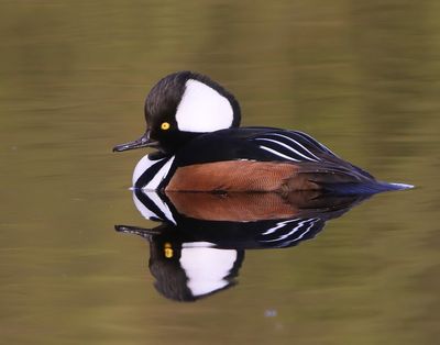 Kokardezaagbek - Hooded Merganser