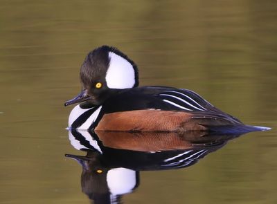 Kokardezaagbek - Hooded Merganser