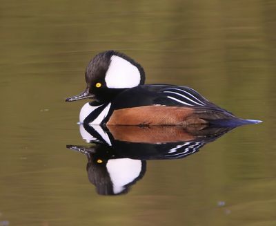 Kokardezaagbek - Hooded Merganser