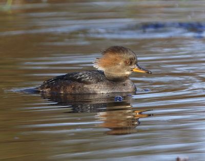 Kokardezaagbek - Hooded Merganser