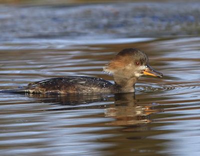 Kokardezaagbek - Hooded Merganser