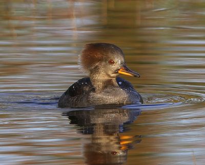Kokardezaagbek - Hooded Merganser