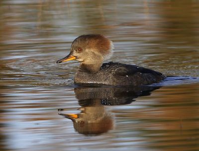Kokardezaagbek - Hooded Merganser