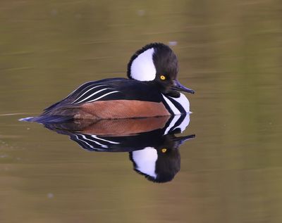 Kokardezaagbek - Hooded Merganser