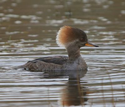 Kokardezaagbek - Hooded Merganser