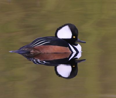 Kokardezaagbek - Hooded Merganser