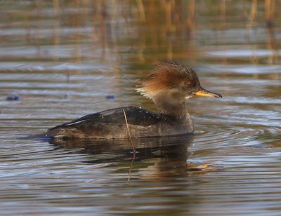 Kokardezaagbek - Hooded Merganser