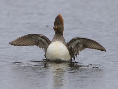 Kokardezaagbek - Hooded Merganser