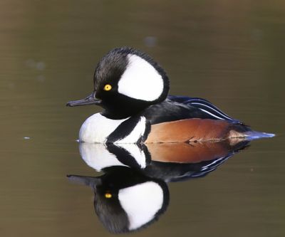 Kokardezaagbek - Hooded Merganser