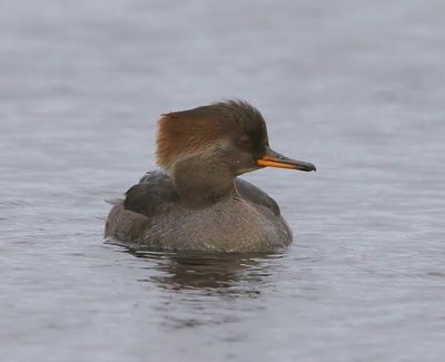 Kokardezaagbek - Hooded Merganser