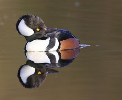 Kokardezaagbek - Hooded Merganser