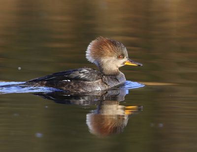 Kokardezaagbek - Hooded Merganser