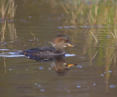 Kokardezaagbek - Hooded Merganser
