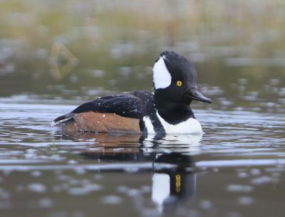 Kokardezaagbek - Hooded Merganser