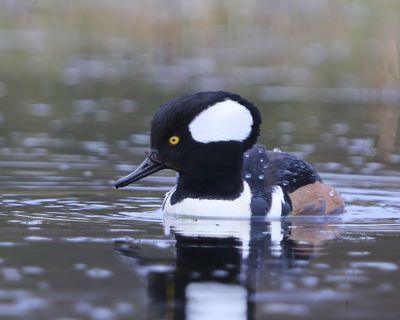 Kokardezaagbek - Hooded Merganser
