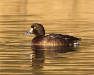 Kuifeend - Tufted Duck