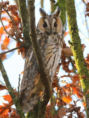 Ransuil - Long-eared Owl