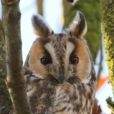 Ransuil - Long-eared Owl