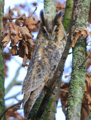 Ransuil - Long-eared Owl