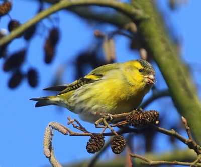 Sijs - Eurasian Siskin