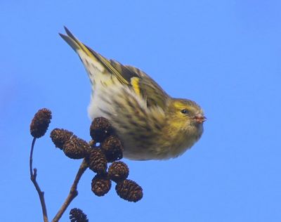 Sijs - Eurasian Siskin