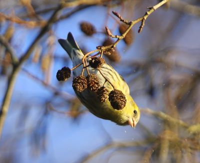 Sijs - Eurasian Siskin