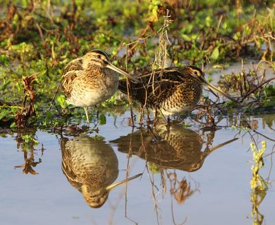 Watersnippen - Common Snipes