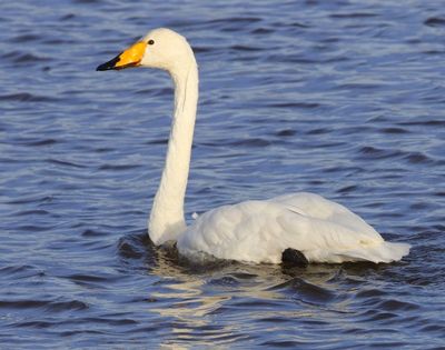 Wilde Zwaan - Whooper Swan