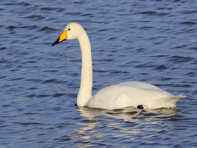 Wilde Zwaan - Whooper Swan