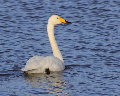 Wilde Zwaan - Whooper Swan