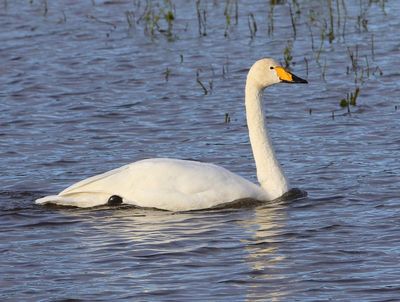 Wilde Zwaan - Whooper Swan