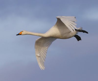 Wilde Zwaan - Whooper Swan