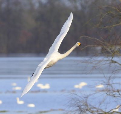 Wilde Zwaan - Whooper Swan