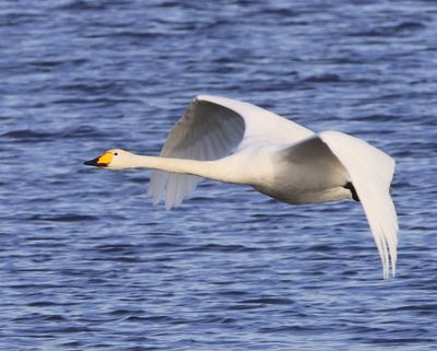 Wilde Zwaan - Whooper Swan