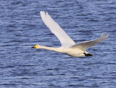 Wilde Zwaan - Whooper Swan