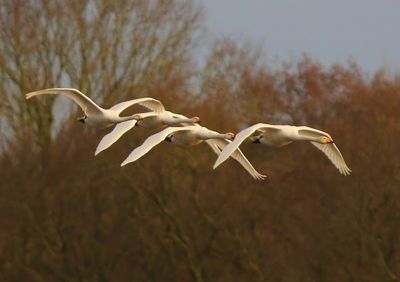 Wilde Zwanen - Whooper Swans