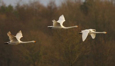 Wilde Zwanen - Whooper Swans