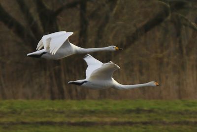 Wilde Zwanen - Whooper Swans