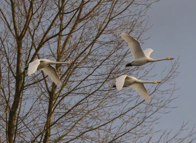 Wilde Zwanen - Whooper Swans