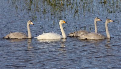 Wilde Zwanen - Whooper Swans