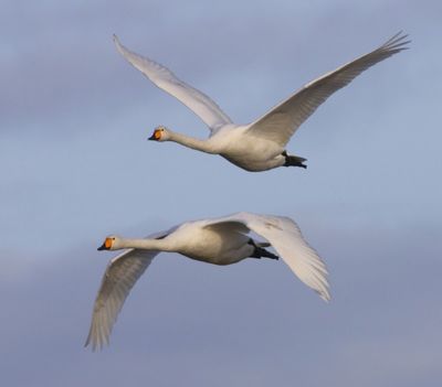 Wilde Zwanen - Whooper Swans
