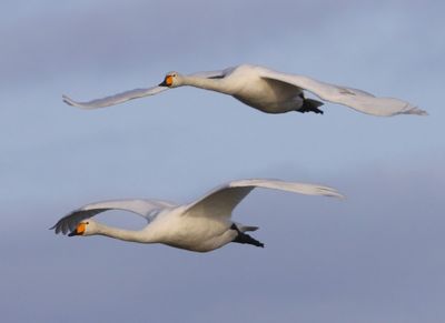 Wilde Zwanen - Whooper Swans