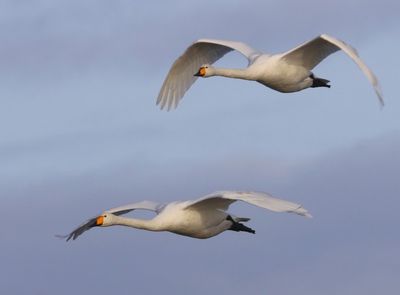 Wilde Zwanen - Whooper Swans