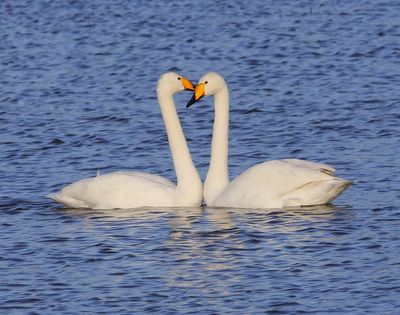 Wilde Zwanen - Whooper Swans