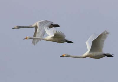 Wilde Zwanen - Whooper Swans